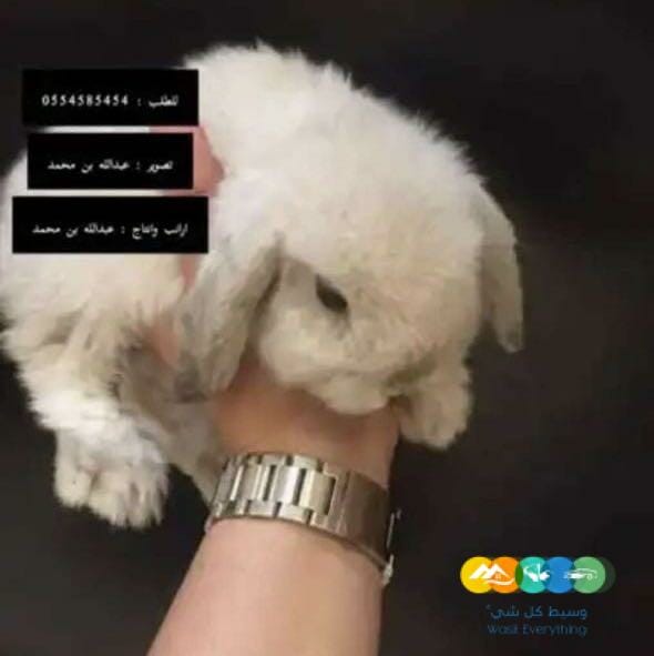 الان متوفر ونوفر انواع الارانب