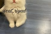 قطط بيرشن للبيع