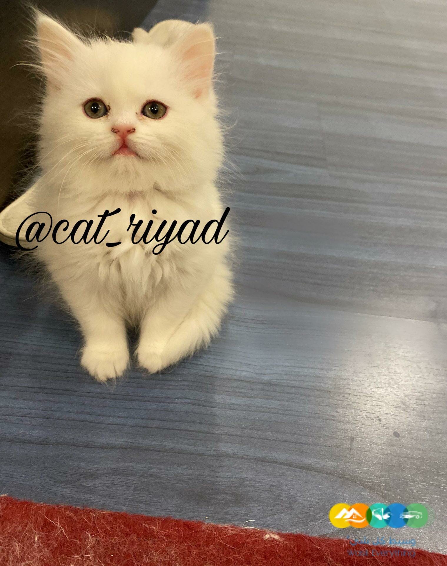 قطط بيرشن للبيع