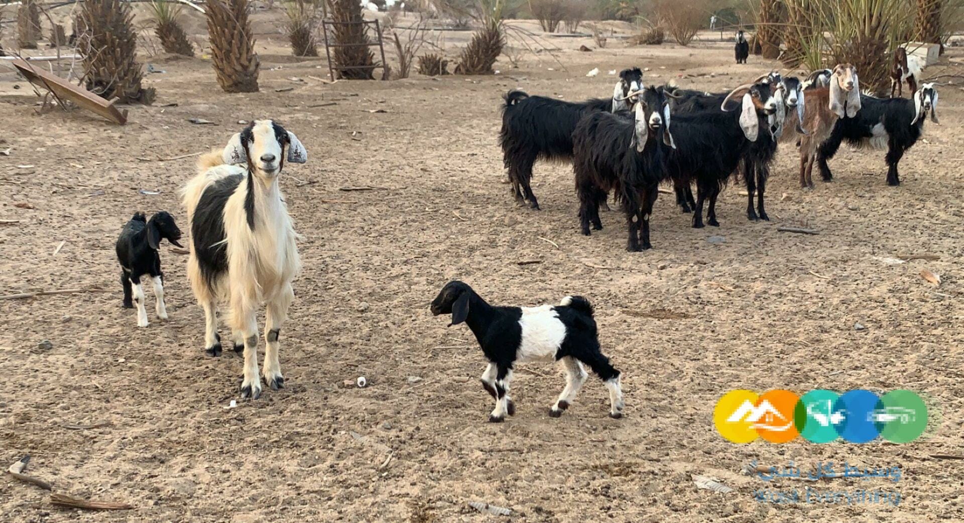 معزا حبش طيبات وعوارض