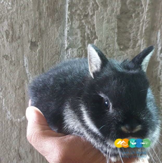 الان متوفر ونوفر انواع الارانب