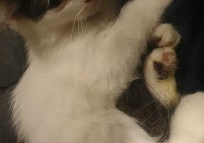 1af9b553-fdcb-41a5-9456-c7a38b57e7da