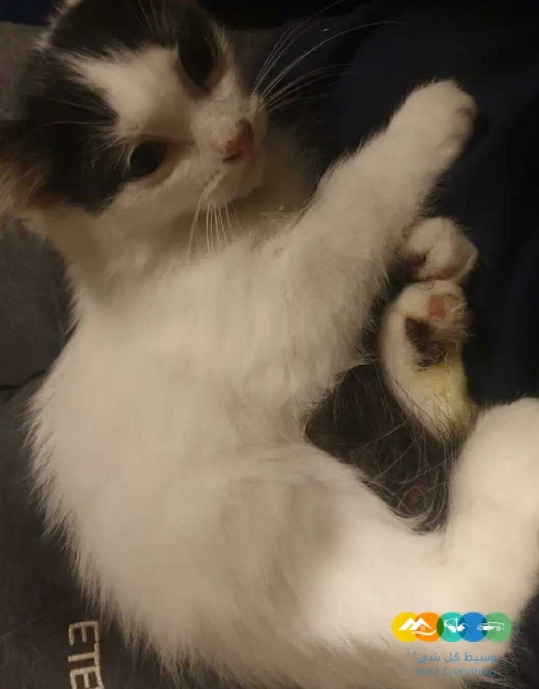 للبيع قطط بالدمام