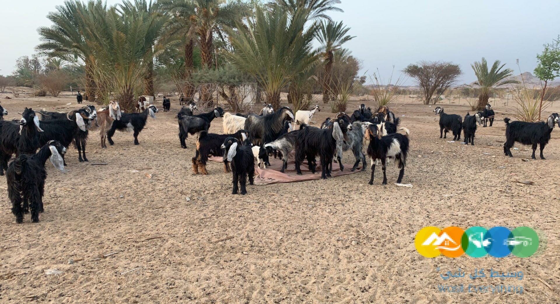 معزا حبش طيبات وعوارض