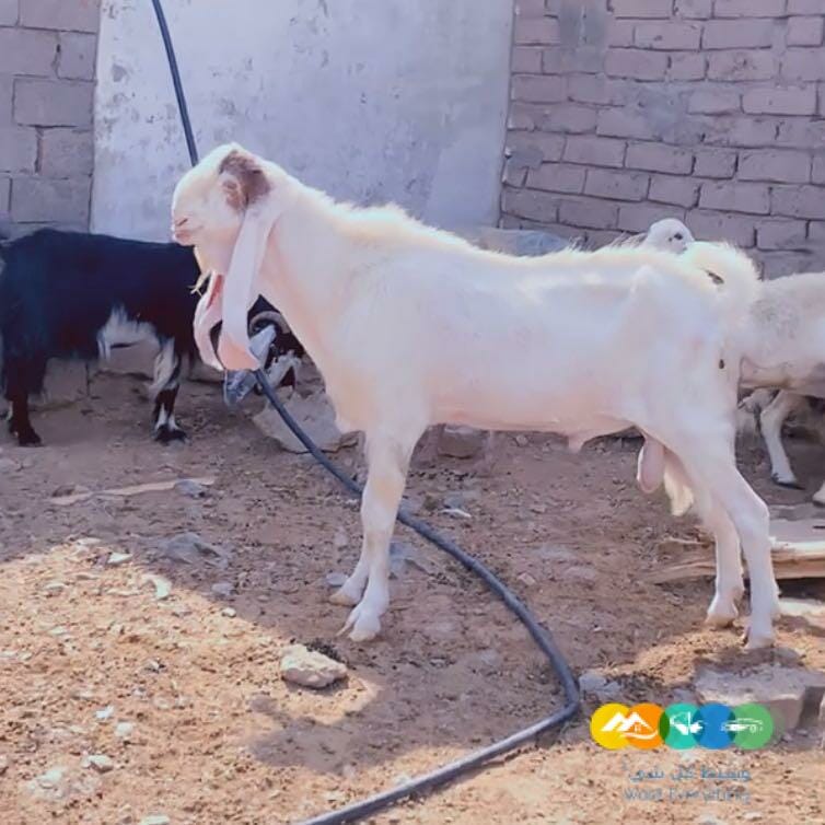 للبيع تيس هولندي فحل على الشرط