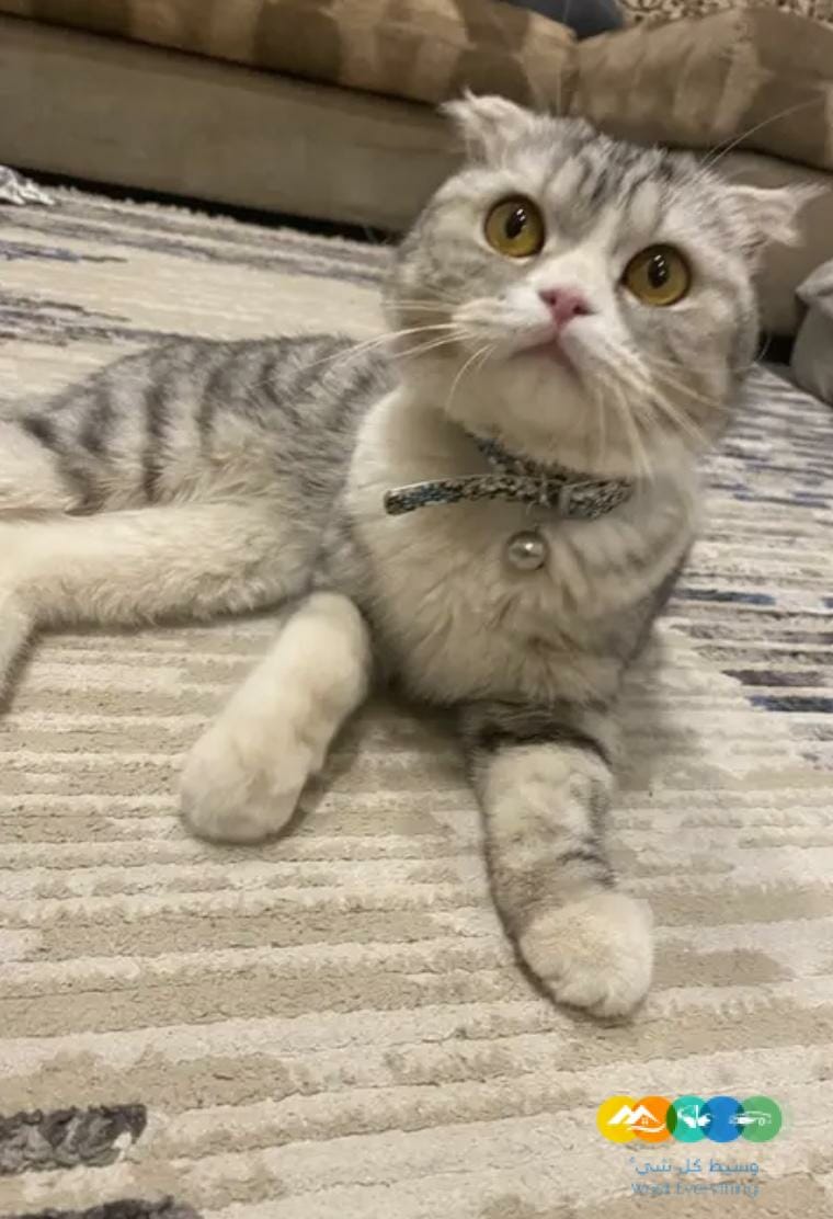 قطه انثى سكوتش فولد