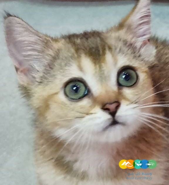 قط سكوتش ستريت ذكر