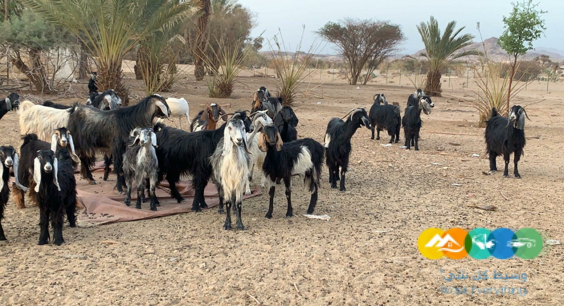 معزا حبش طيبات وعوارض