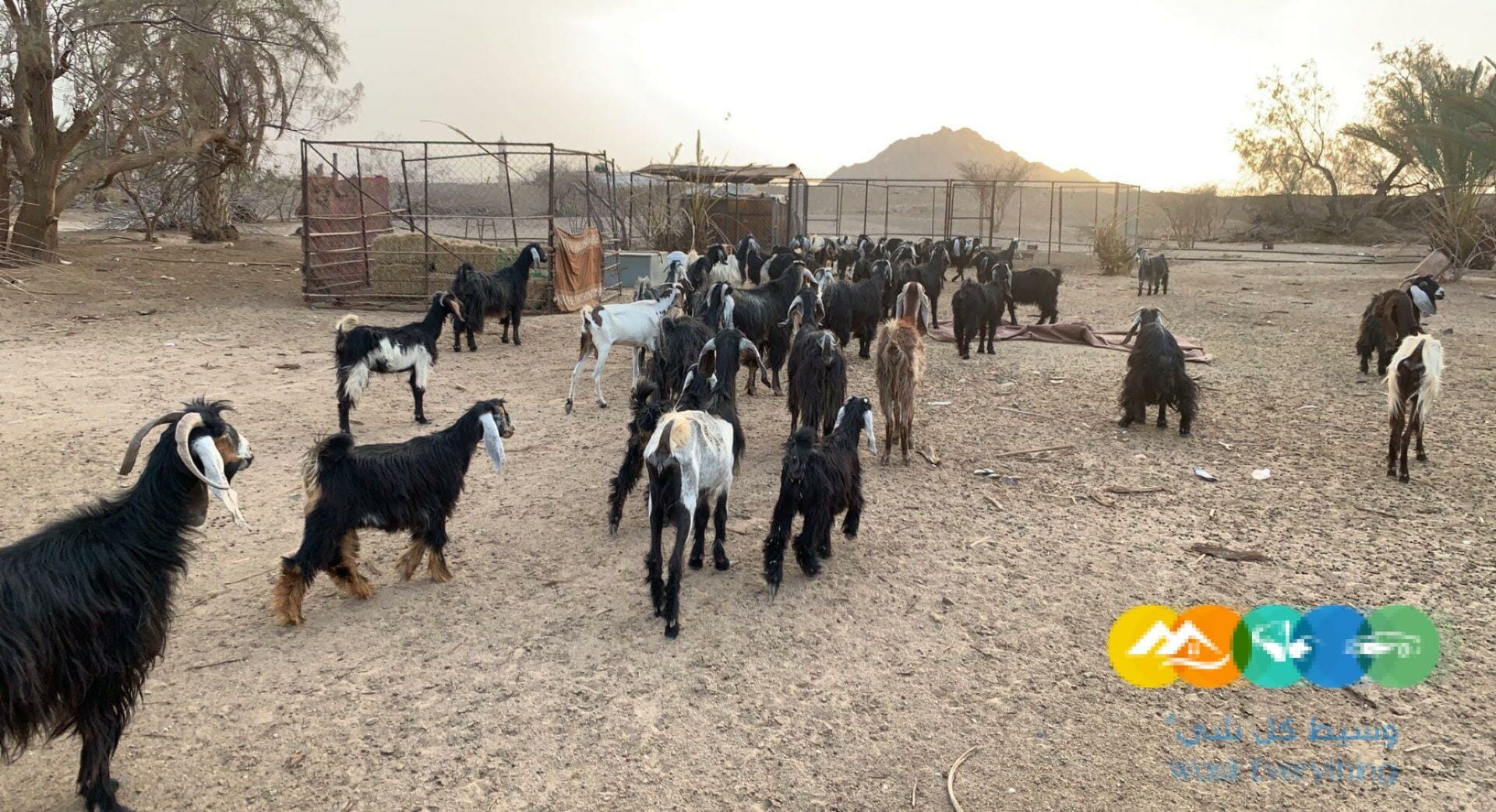 معزا حبش طيبات وعوارض