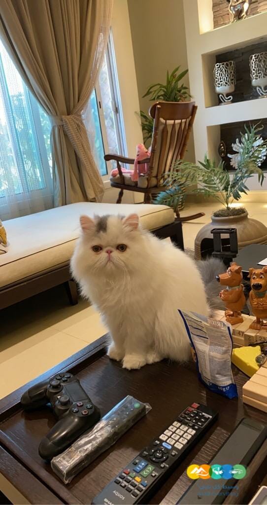 بيرشن توب مسجل في منظمة القطط