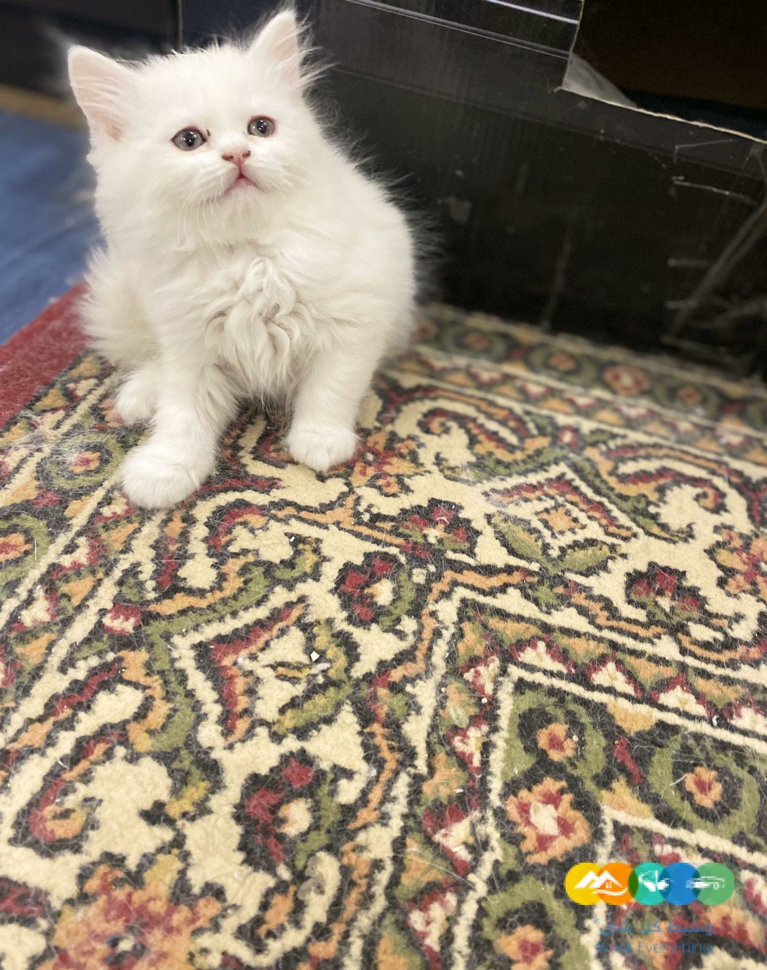 قطط بيرشن للبيع