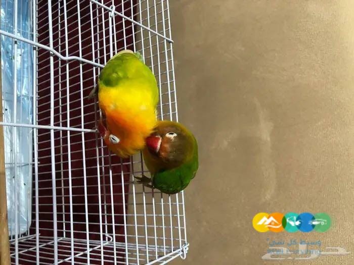 زوج فشر العمر تقريبا ١٣ شهر سب