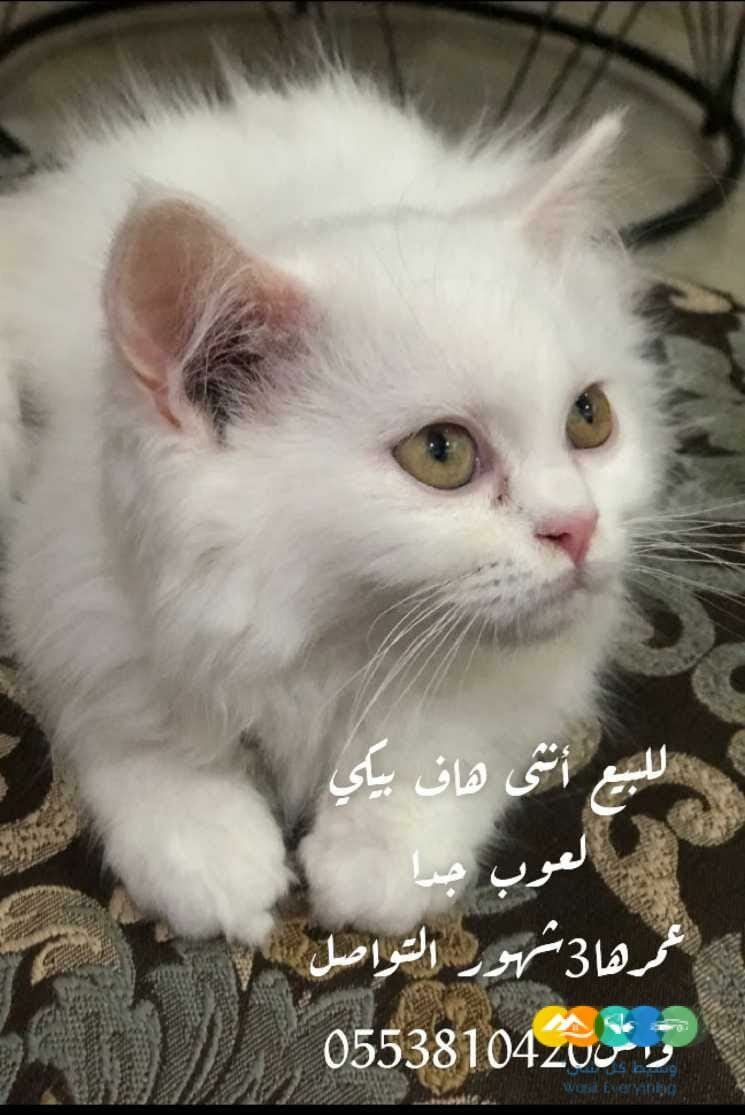 للبيع هاف بيكي