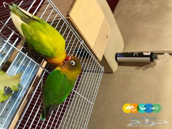 زوج فشر العمر تقريبا ١٣ شهر سب