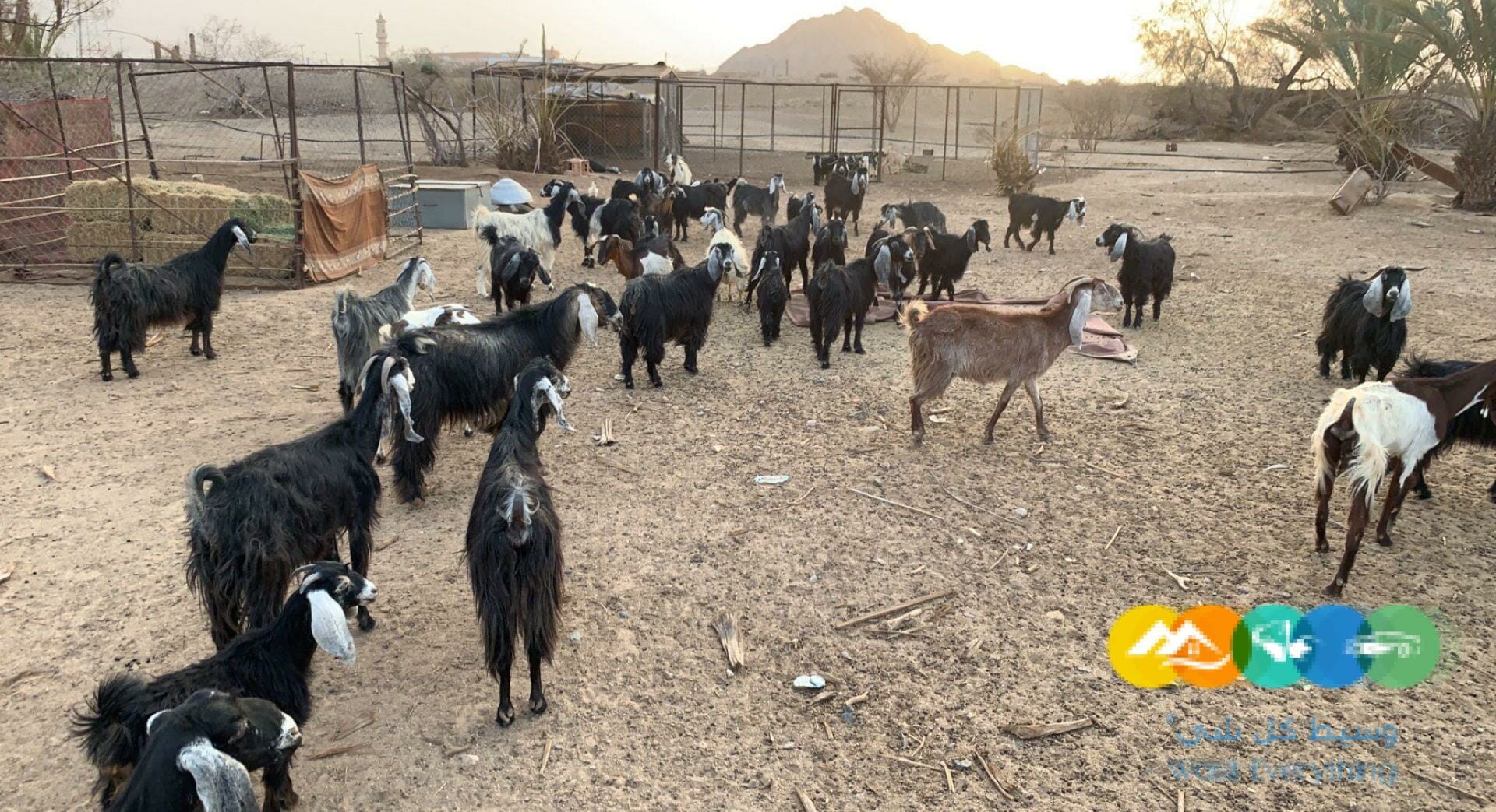 معزا حبش طيبات وعوارض