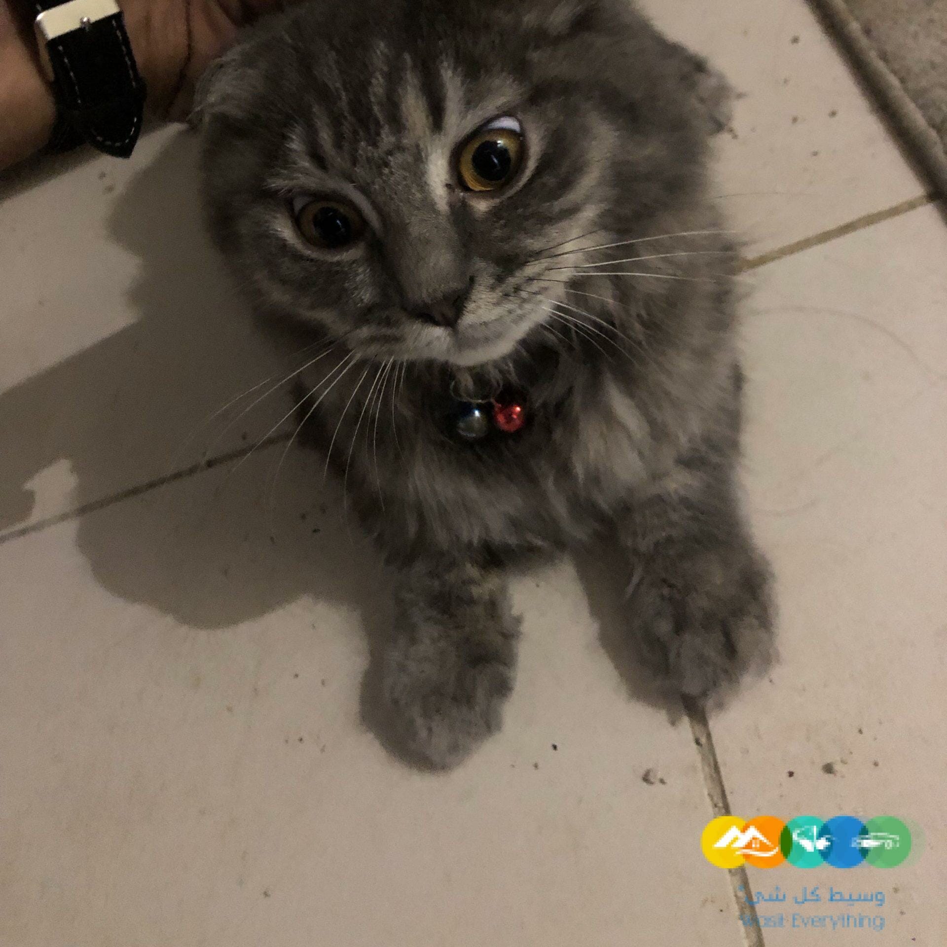 ذكر شيرازي للبيع