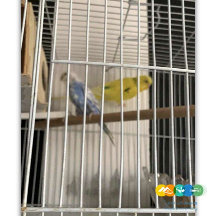 عصفورالبادجي جوز