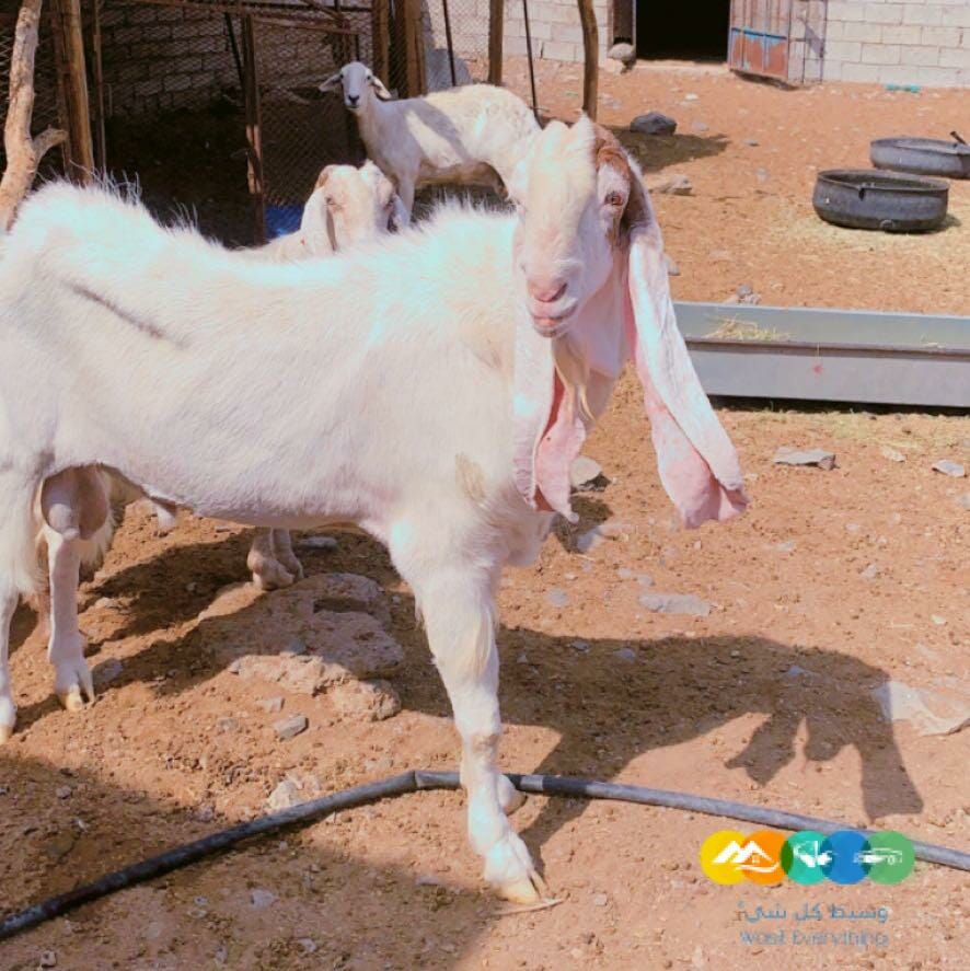 للبيع تيس هولندي فحل على الشرط