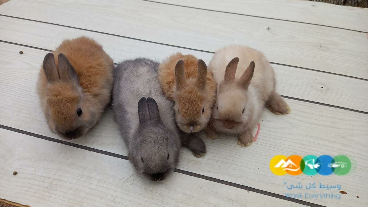 الان متوفر ونوفر انواع الارانب