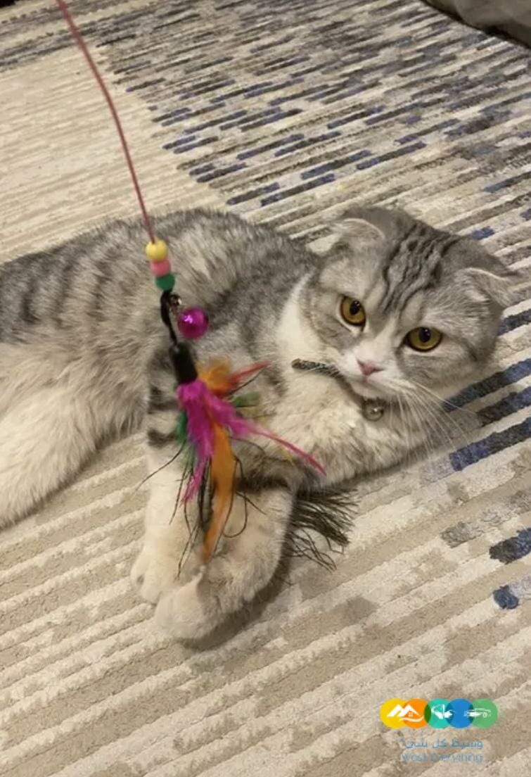 قطه انثى سكوتش فولد