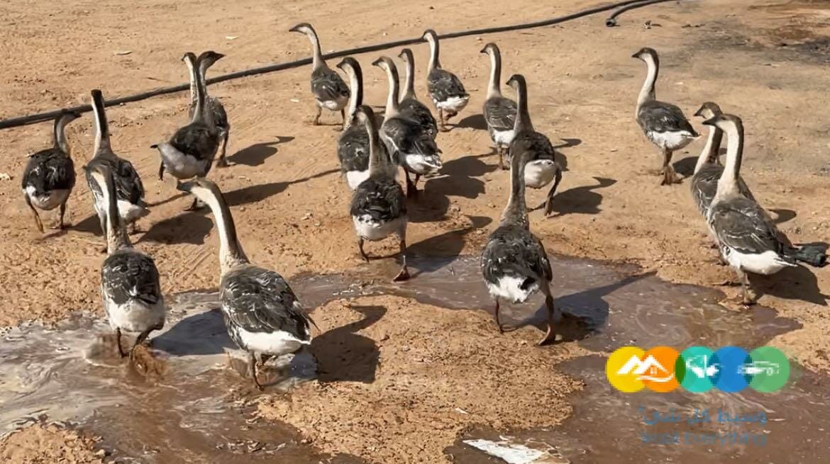 وز عراقي عمره ٧ شهور تقريباً