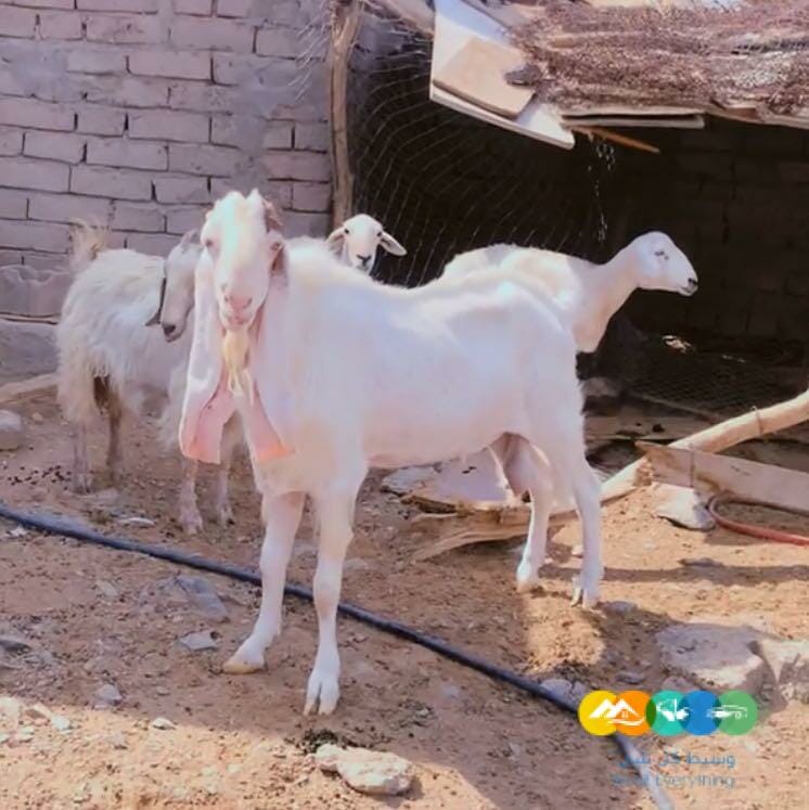 للبيع تيس هولندي فحل على الشرط