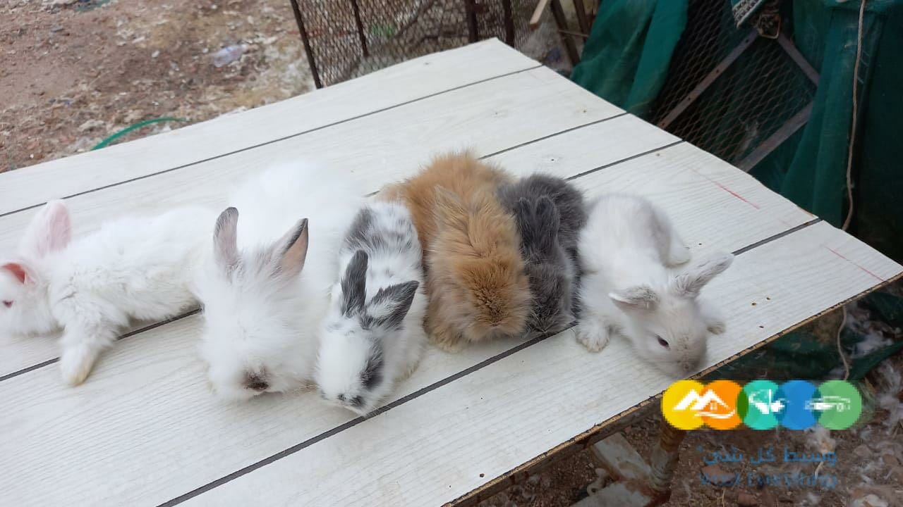 الان متوفر ونوفر انواع الارانب