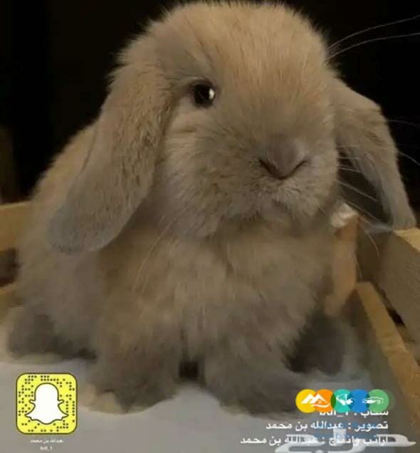 الان متوفر ونوفر انواع الارانب