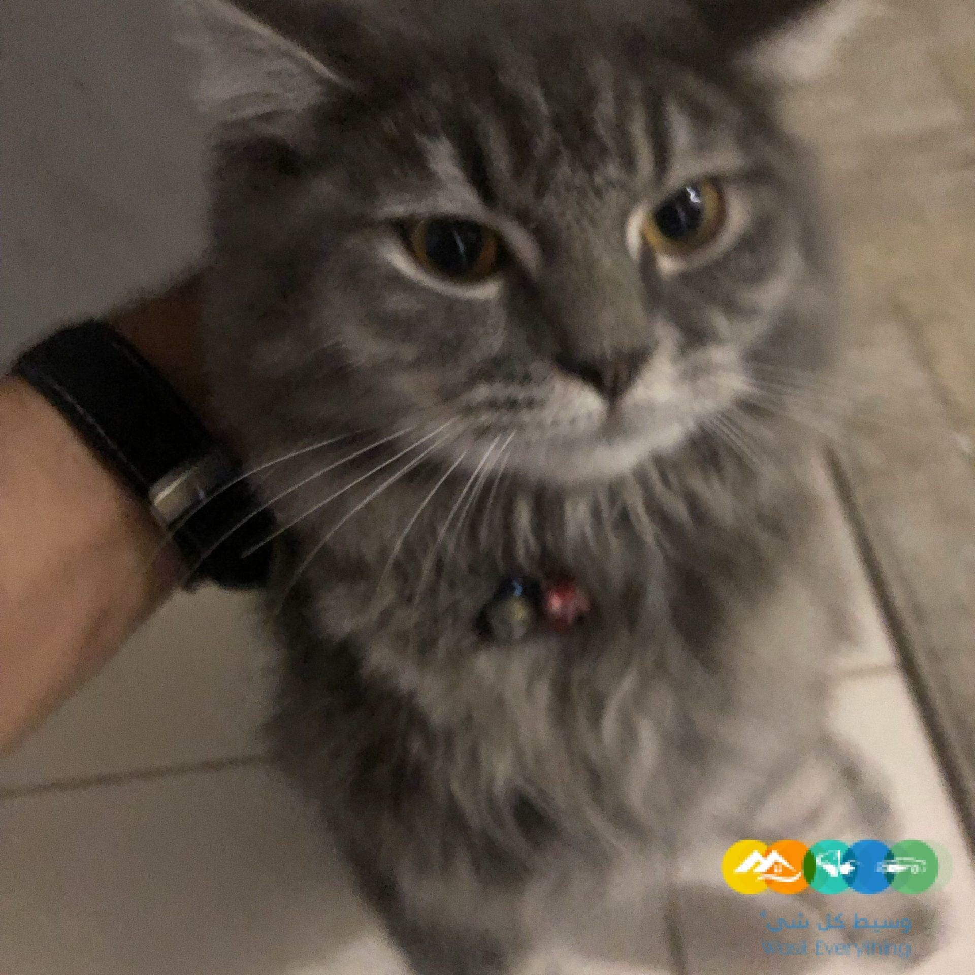 ذكر شيرازي للبيع