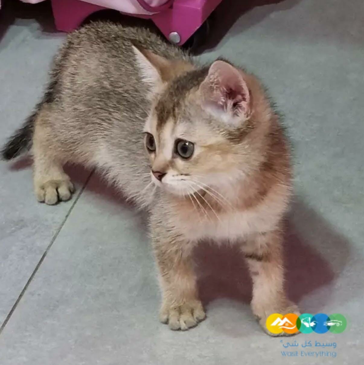 قط سكوتش ستريت ذكر