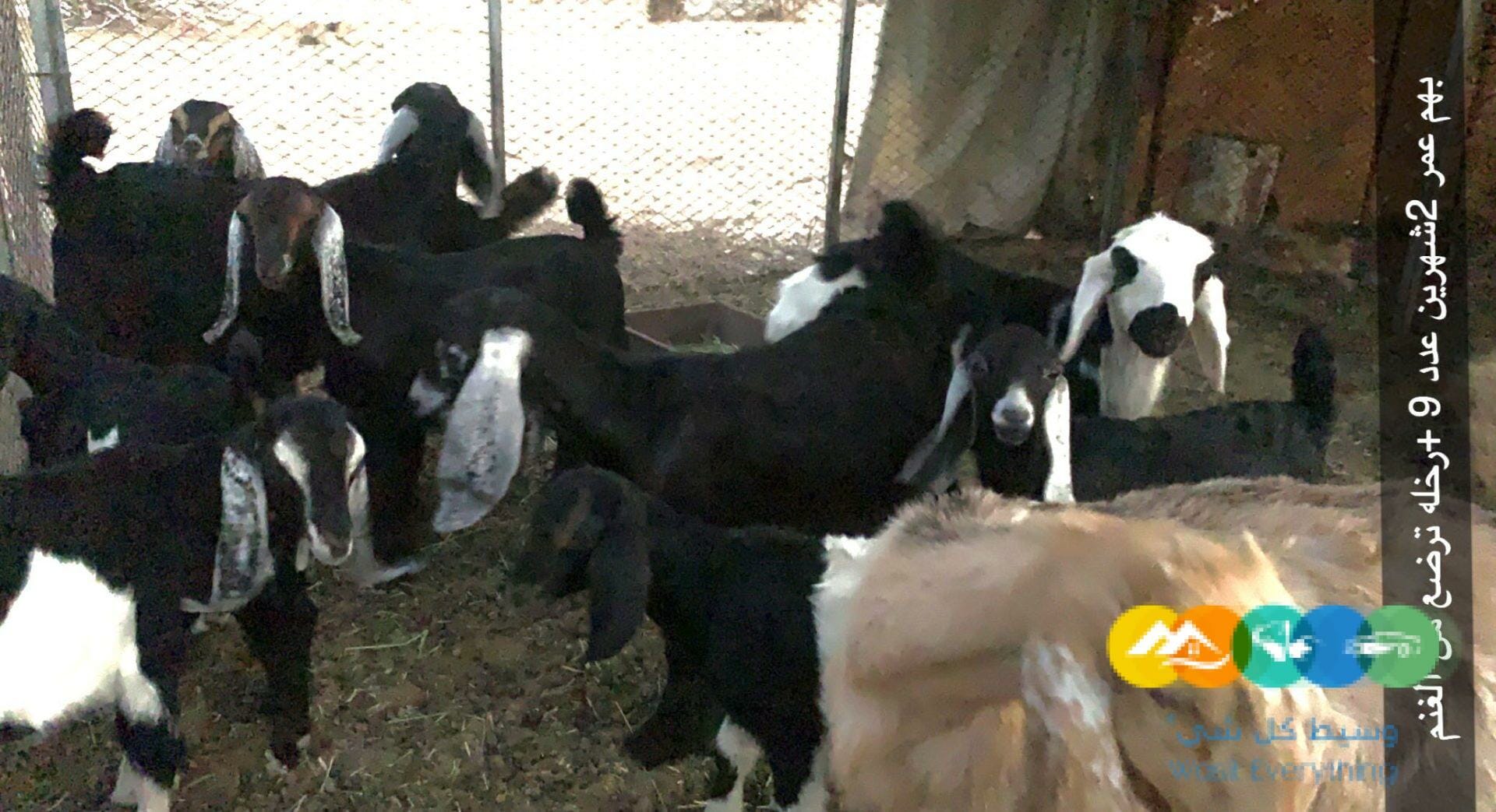 معزا حبش طيبات وعوارض