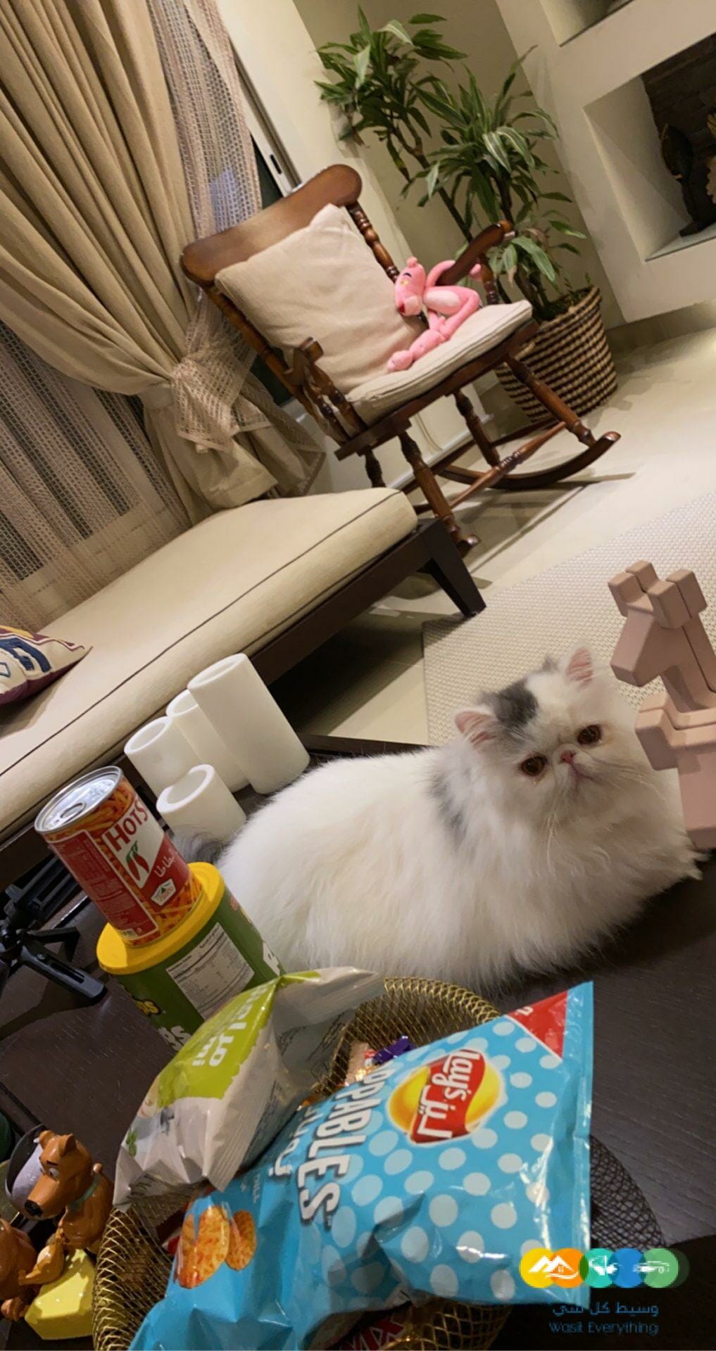 بيرشن توب مسجل في منظمة القطط