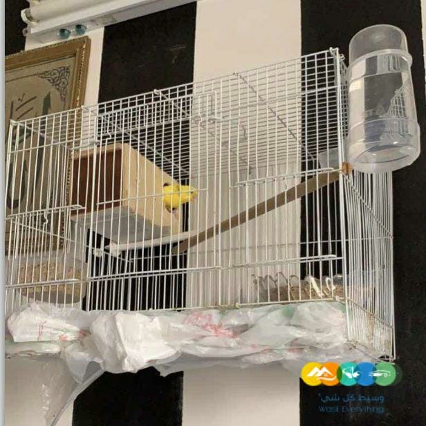 عصفورالبادجي جوز