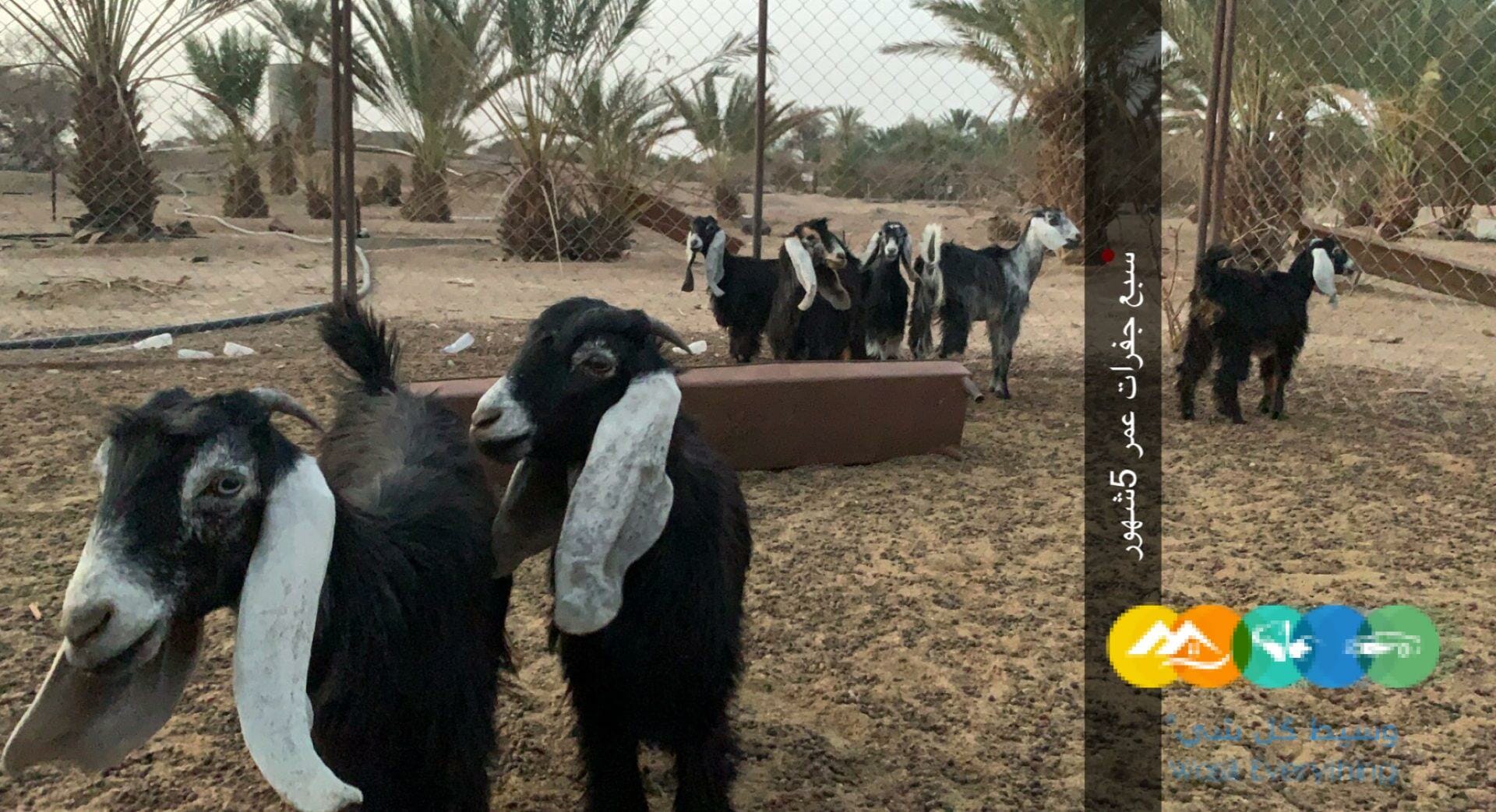 معزا حبش طيبات وعوارض