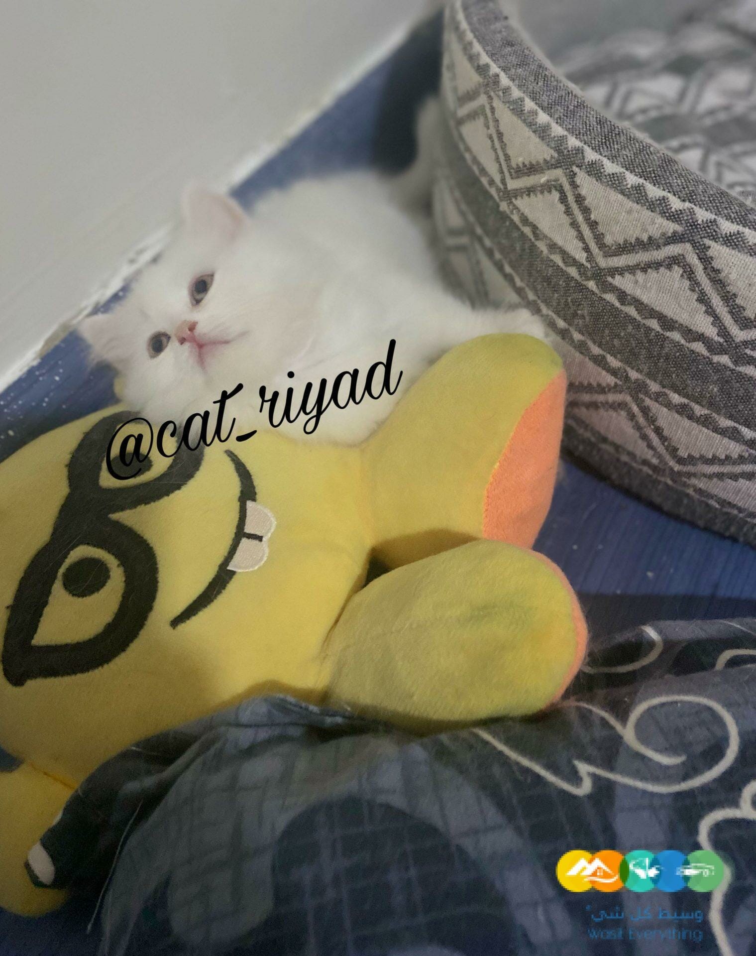 قطط بيرشن للبيع