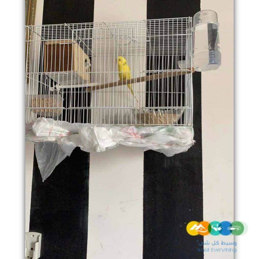 عصفورالبادجي جوز