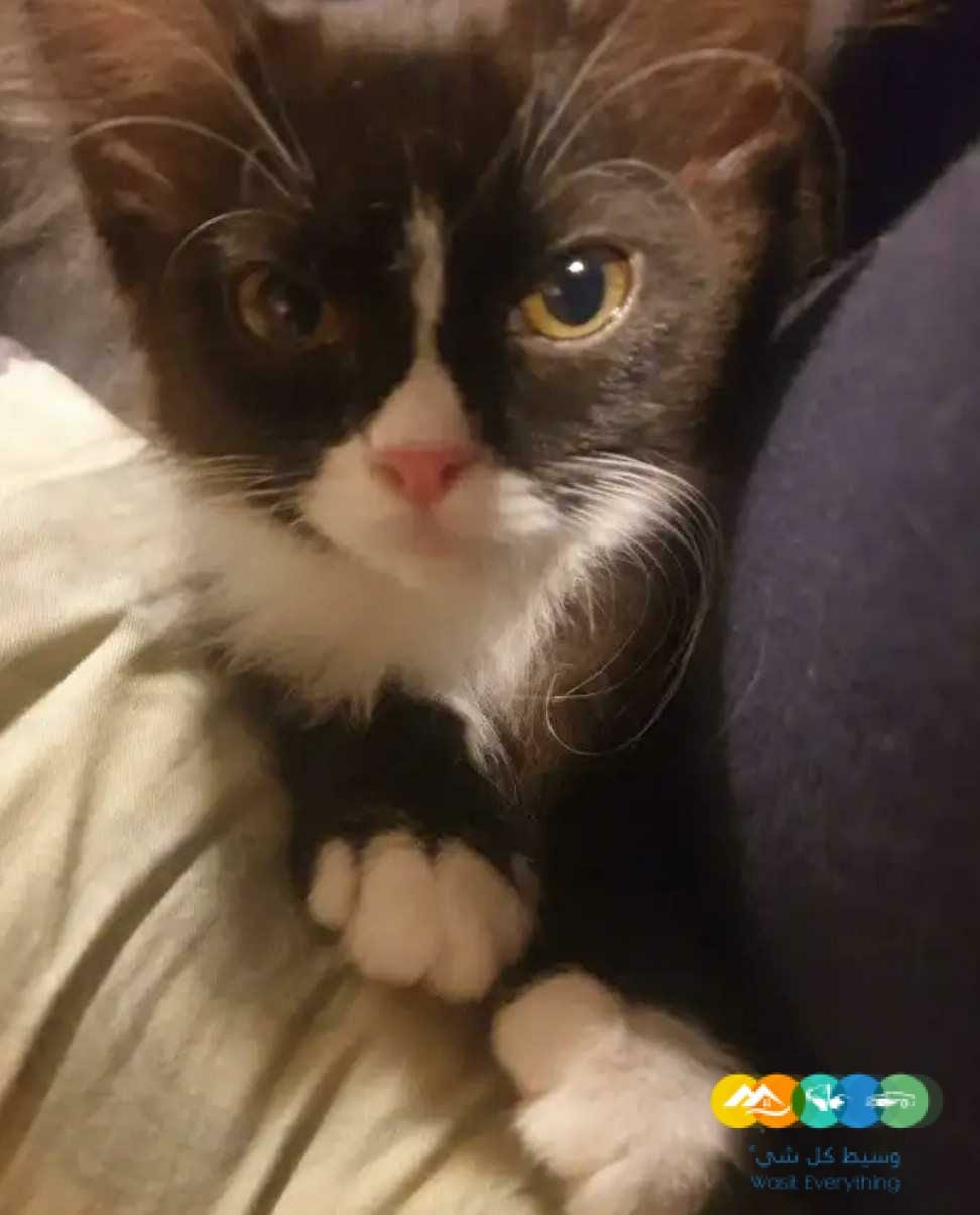 للبيع قطط بالدمام