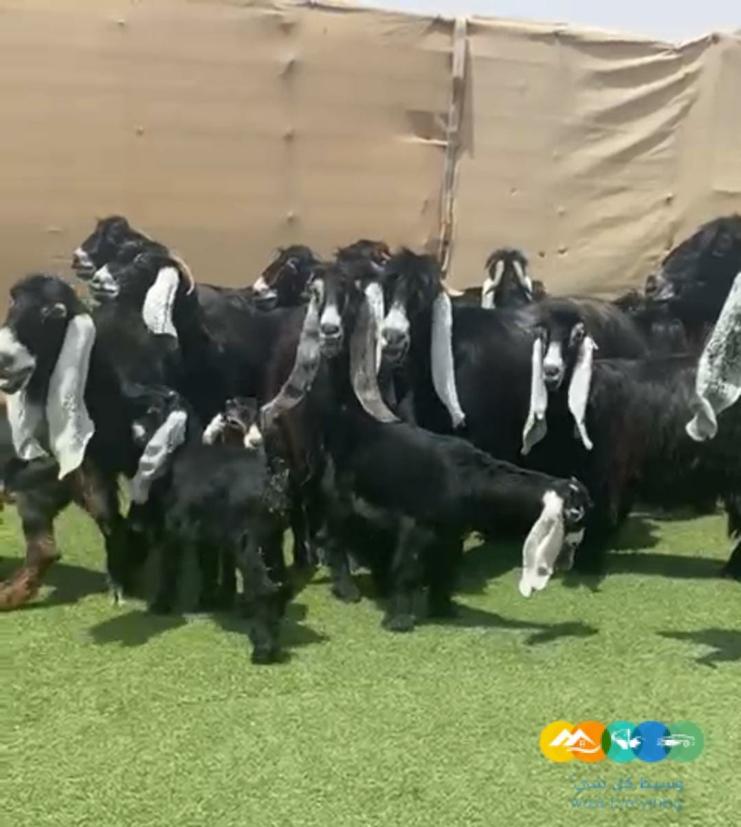 عوارض صنف نوادر خصم