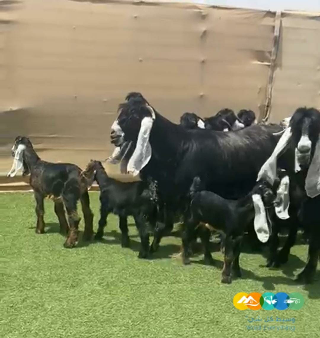 عوارض صنف نوادر خصم