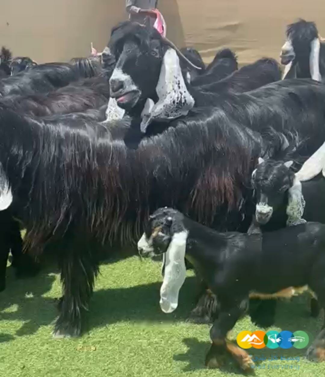 عوارض صنف نوادر خصم