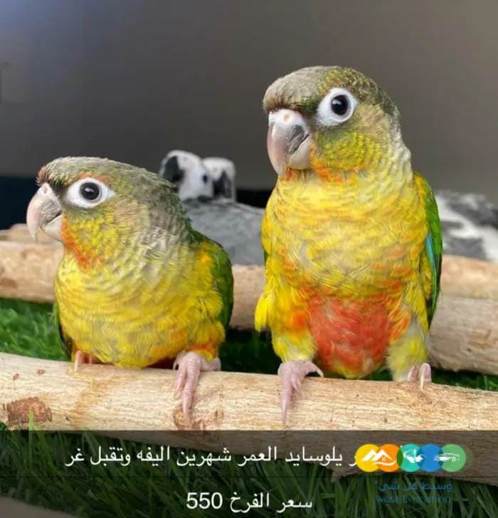 فروخ كنيور يلوسايد هدد