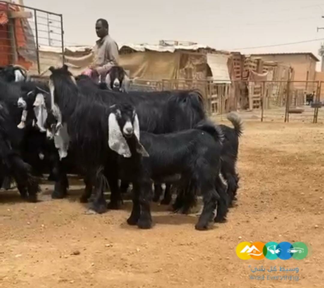 للبيع عوارض متابيع