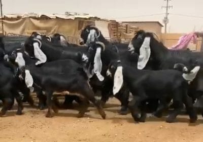 _٢٢٥٢٠٩