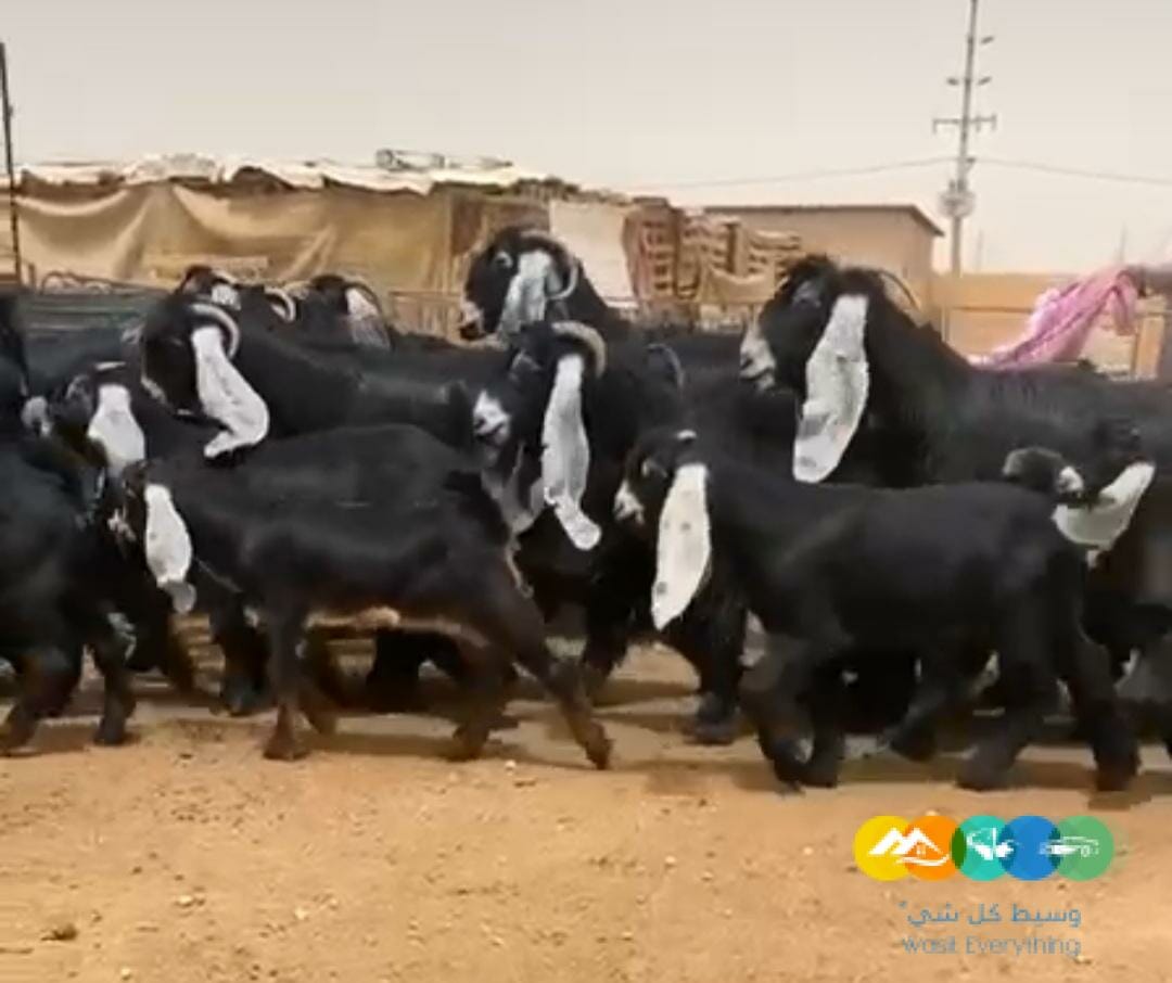 للبيع عوارض متابيع