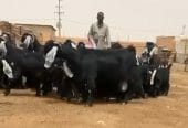 للبيع عوارض متابيع