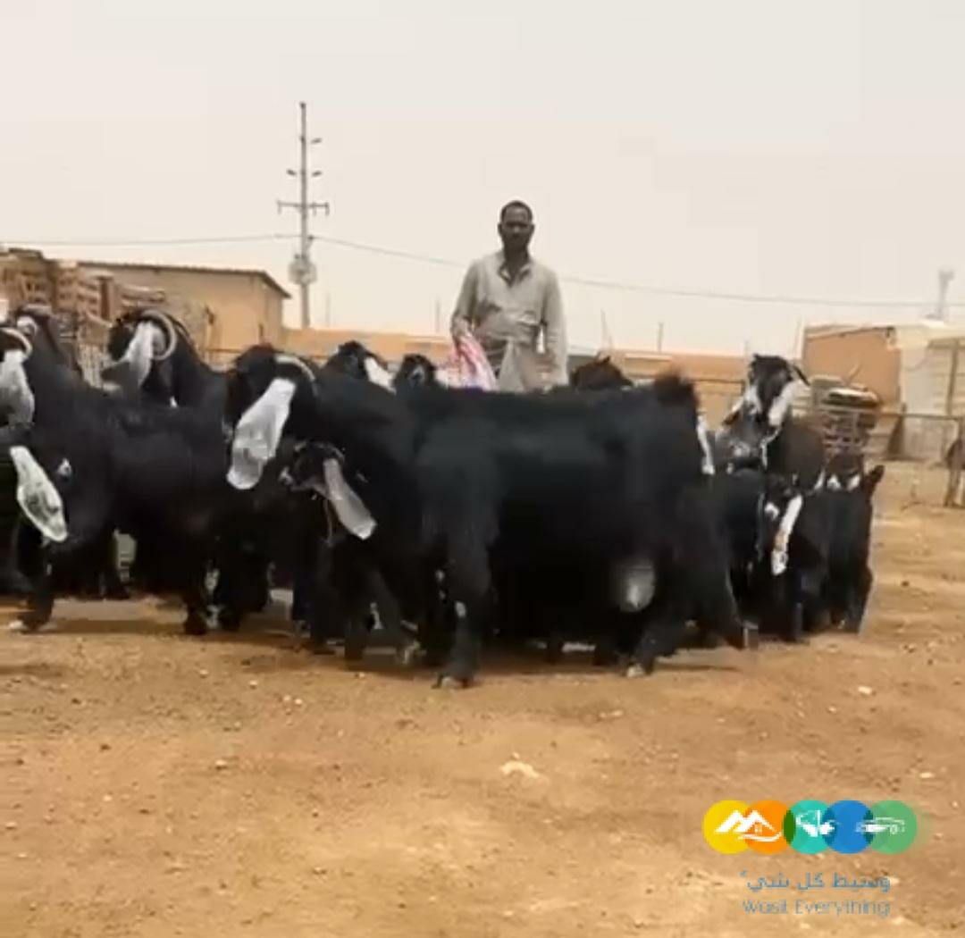 للبيع عوارض متابيع