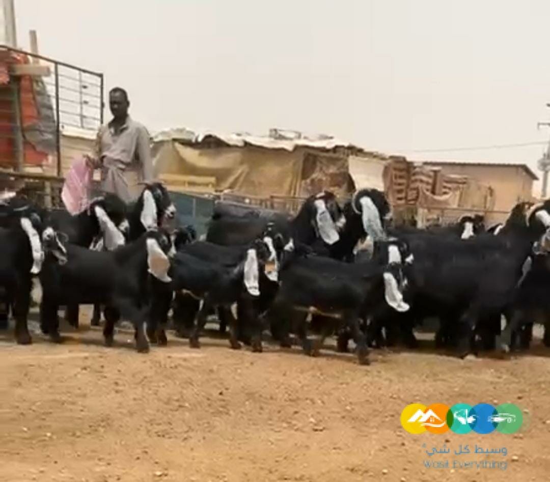 للبيع عوارض متابيع