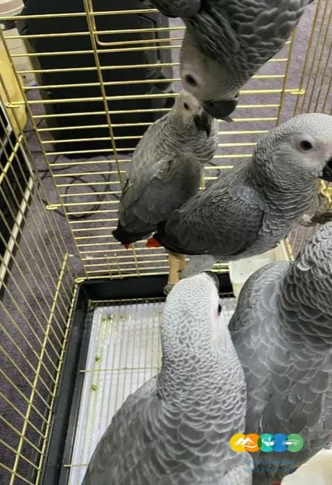 فروخ كاسكو للبيع