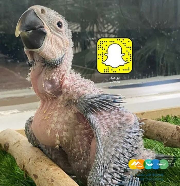 فرخ مكاو بلواند قولد