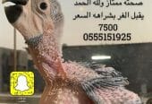 فرخ مكاو بلواند قولد